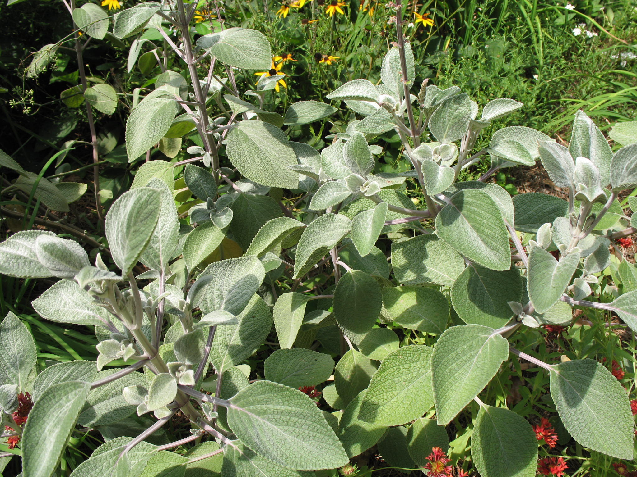 Online Plant Guide Plectranthus argentea 'Silver Shield' / Silver